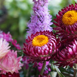 Helichrysum / Strawflowers: Dried Flowers