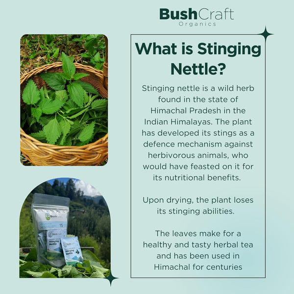 Stinging Nettle Herbal Tea
