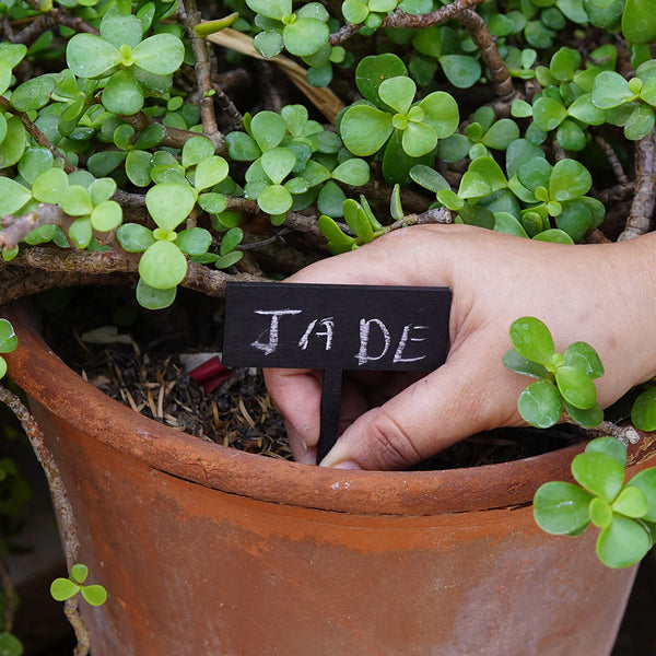 Gift For Plant Lovers