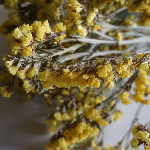 Statice : Dried Flower