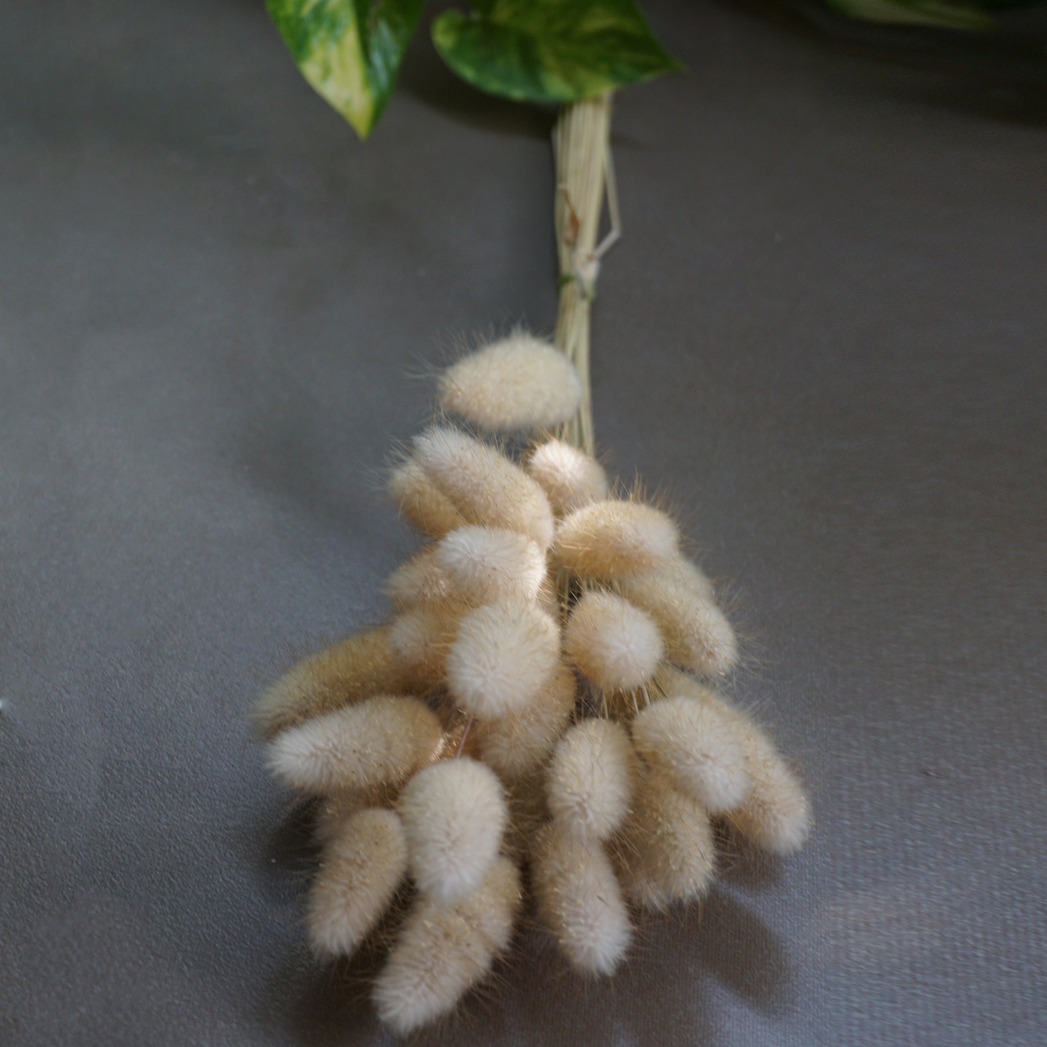 Bunny Tail: Dried Flowers - The Style Salad