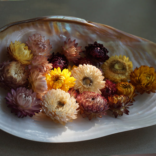 Helichrysum / Strawflowers: Dried Flowers - The Style Salad