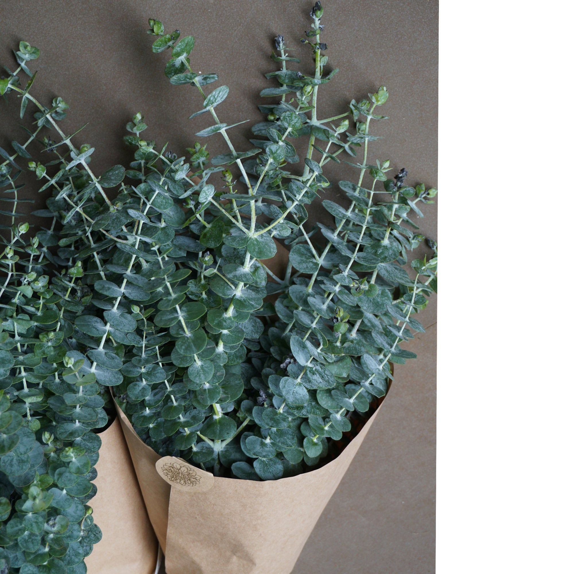 Eucalyptus Leaves