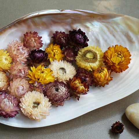 Helichrysum / Strawflowers: Dried Flowers - The Style Salad