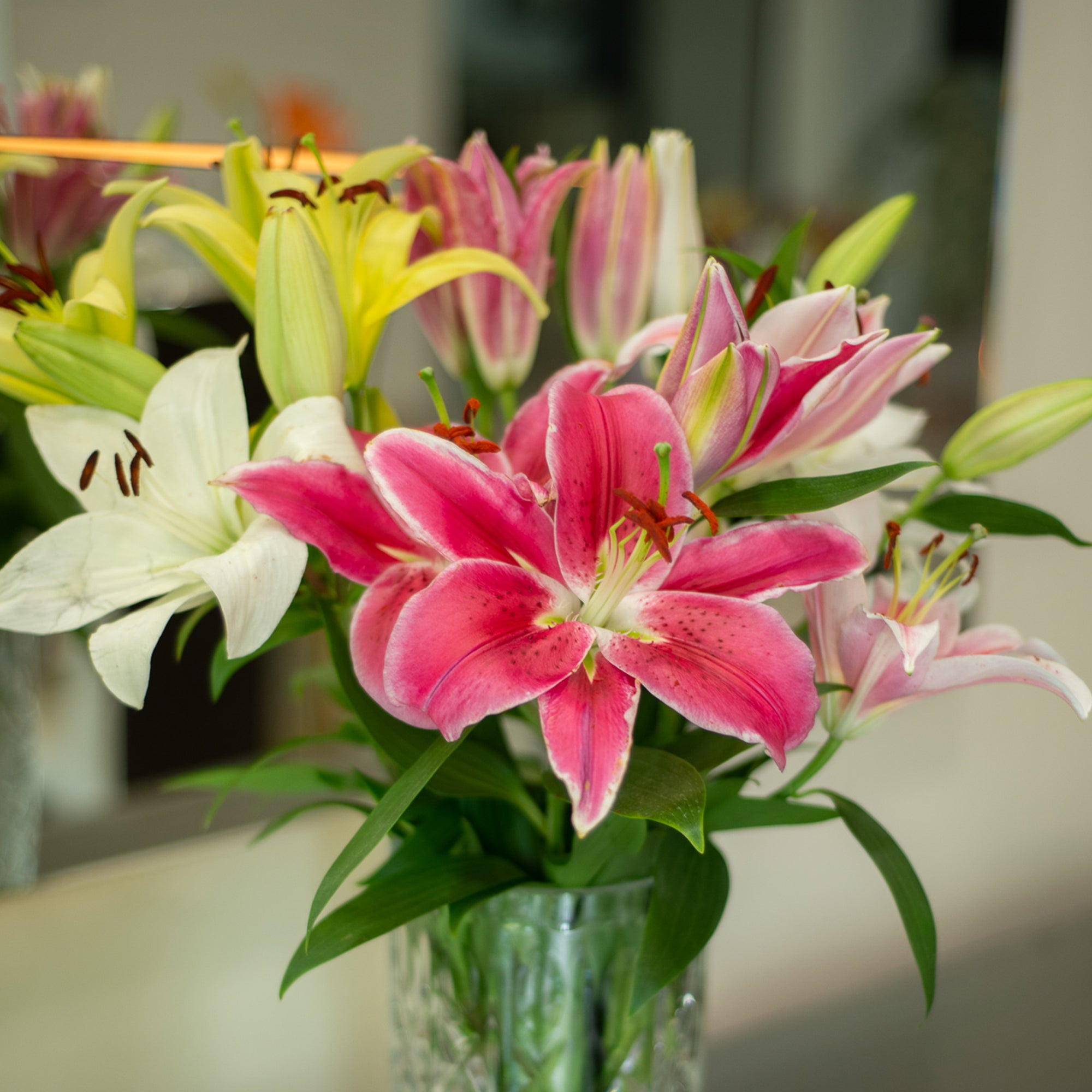 Oriental Lillies
