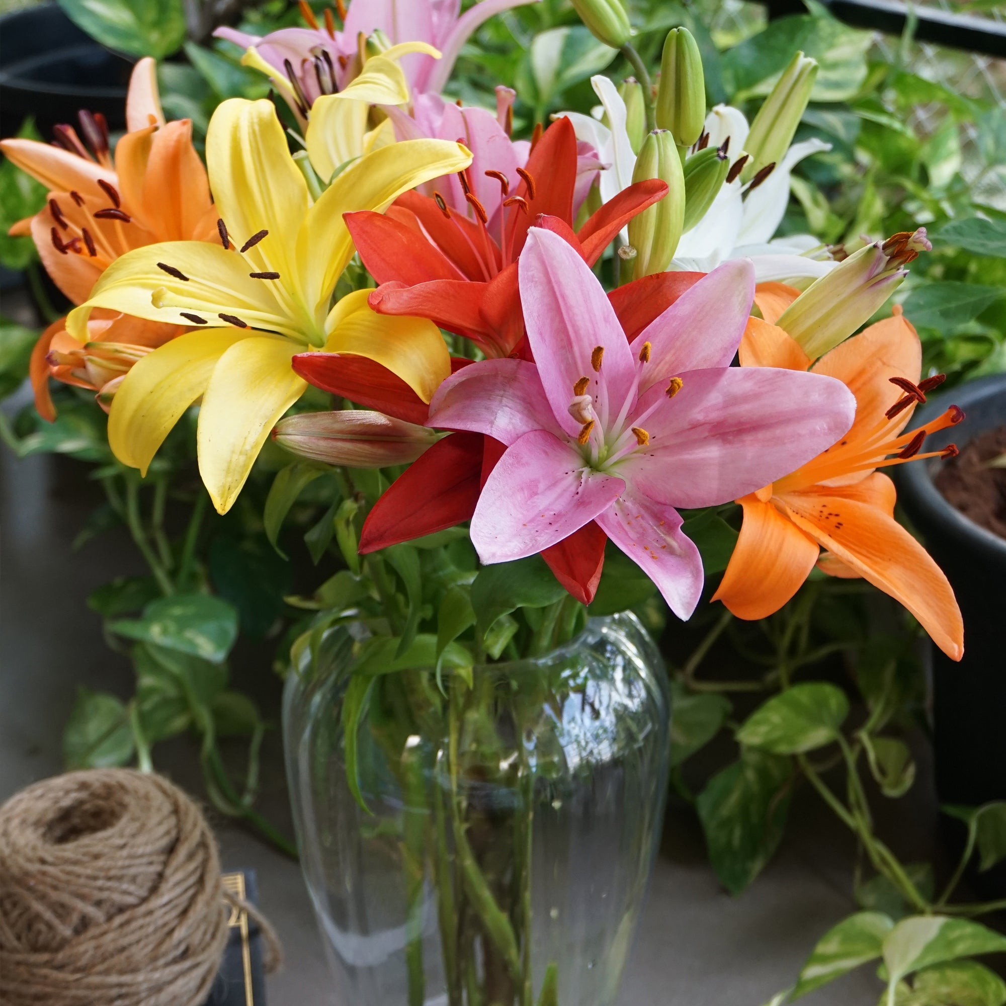 Asiatic Lillies
