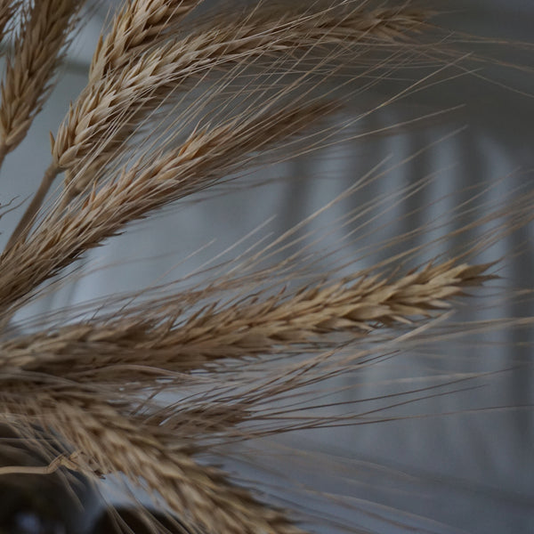 Silvertip Wheatgrass: Dried Flower - The Style Salad