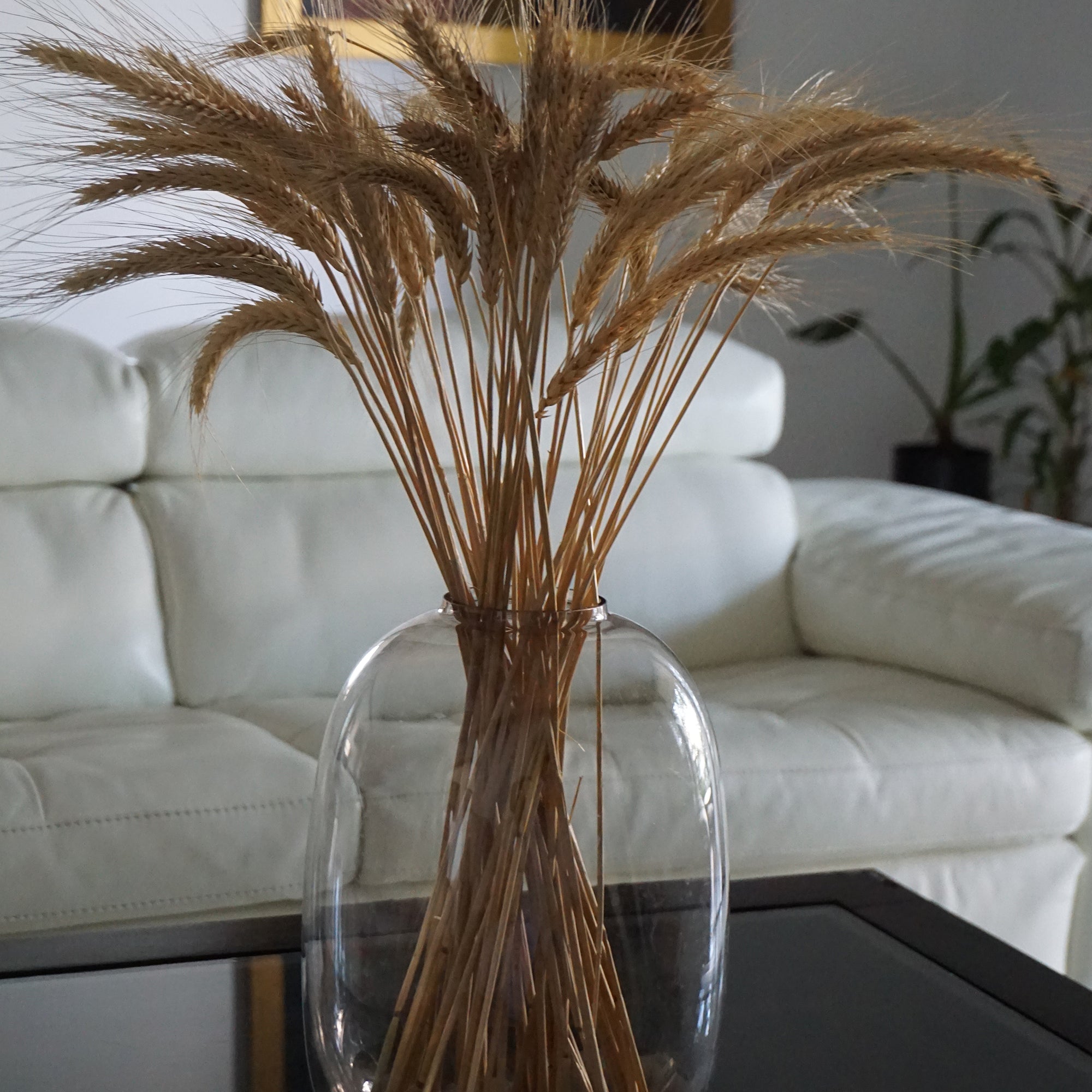 Silvertip Wheatgrass: Dried Flower