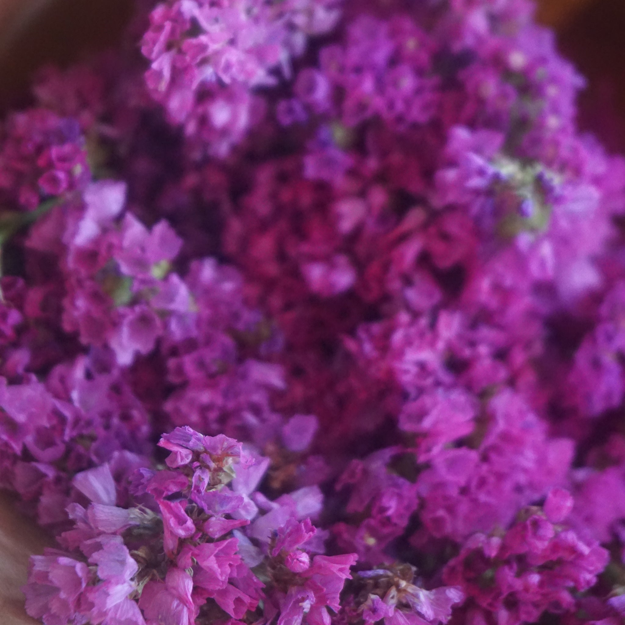 Statice : Dried Flower - The Style Salad