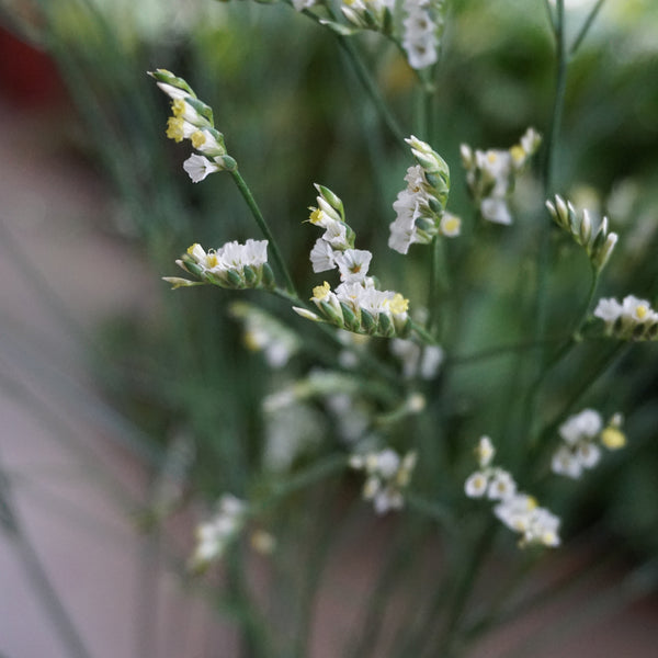 Limonium : Dried Flowers - The Style Salad